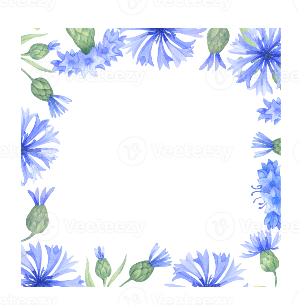 telaio con fiordaliso fiori. acquerello illustrazione con blu fiorim png
