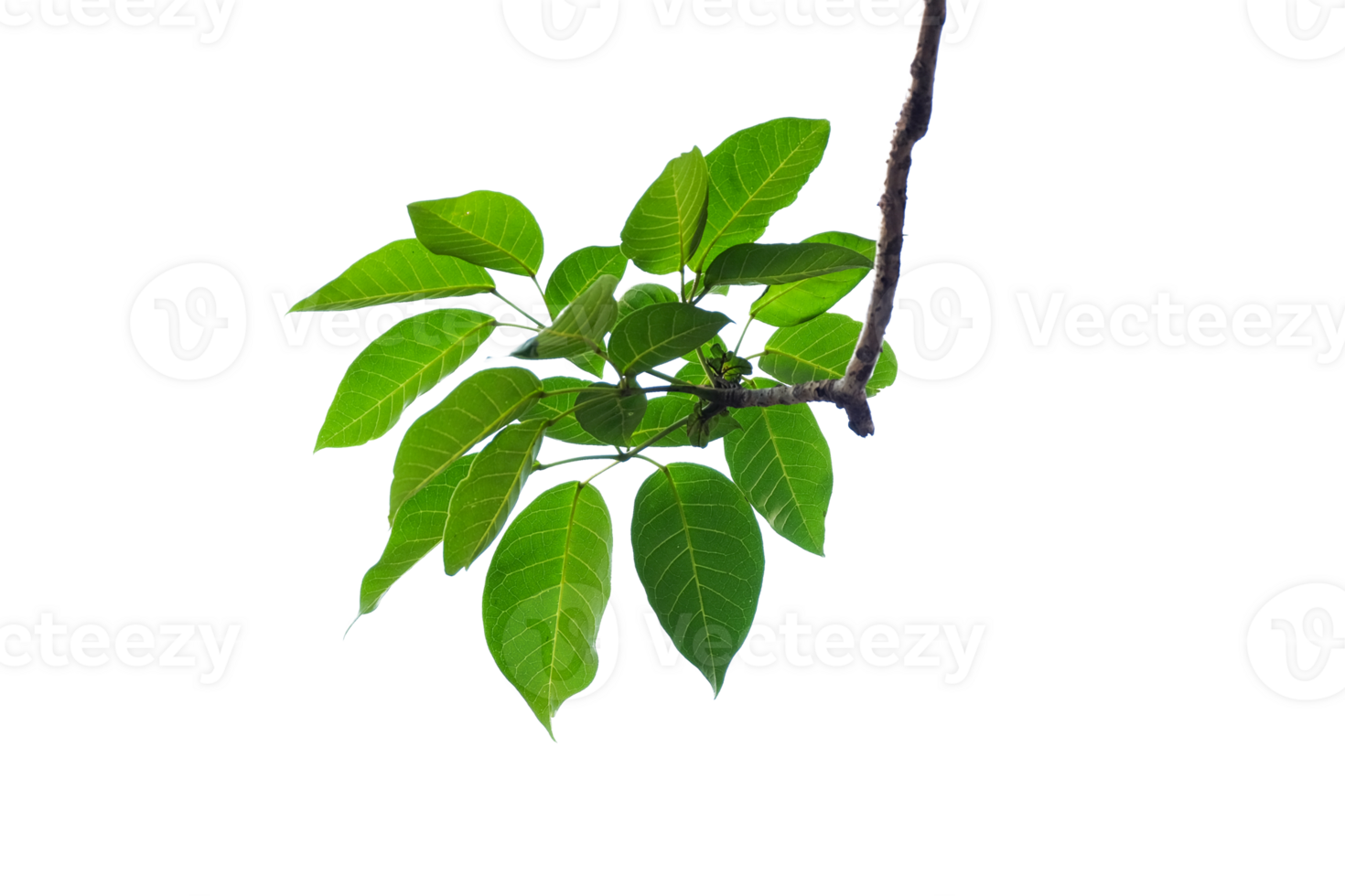 a green leaf on a branch with no background png