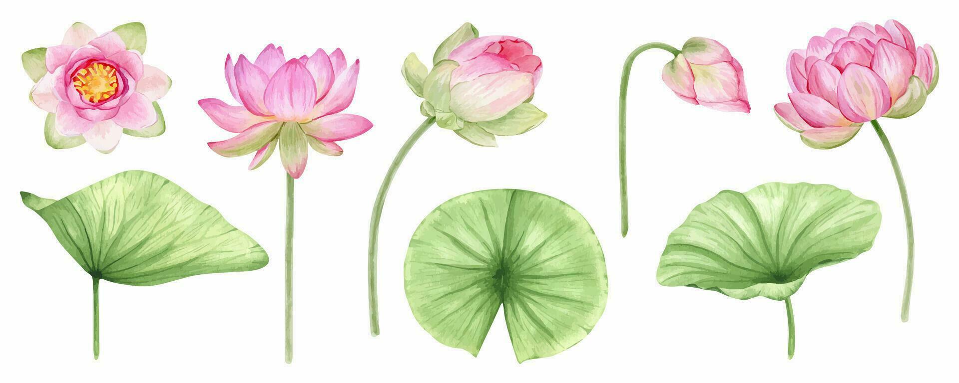 A set of flowers and leaves of pink lotuses. Watercolor illustration. isolated. Chinese water lily. An element for the design of invitations, movie posters, fabrics and other items. vector