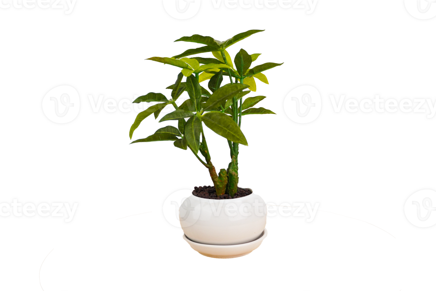 Tree on white pot png