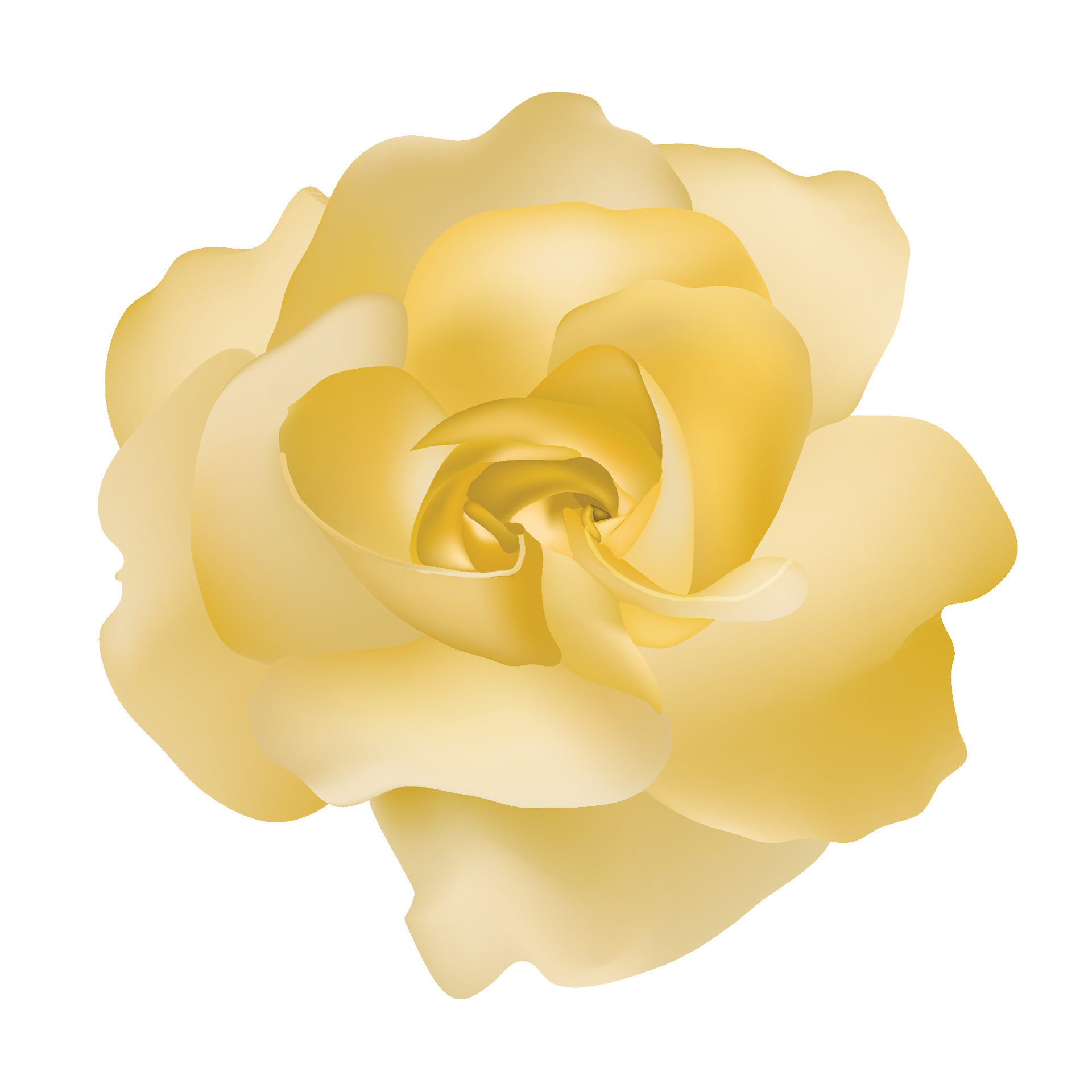 Vector beautiful yellow rose isolated on white background