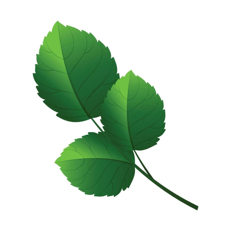 Vector mint vector leaves. plant mint, green leaf mint, organic and fresh mint illustration