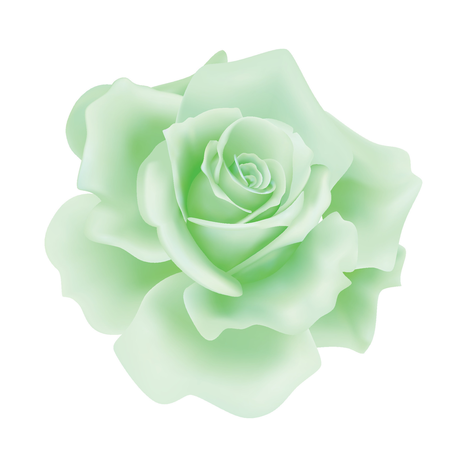 Vector green rose flower on isolated background 32416080 Vector Art at