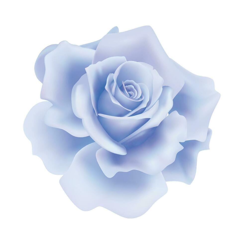 Vector blue rose flower on isolated background