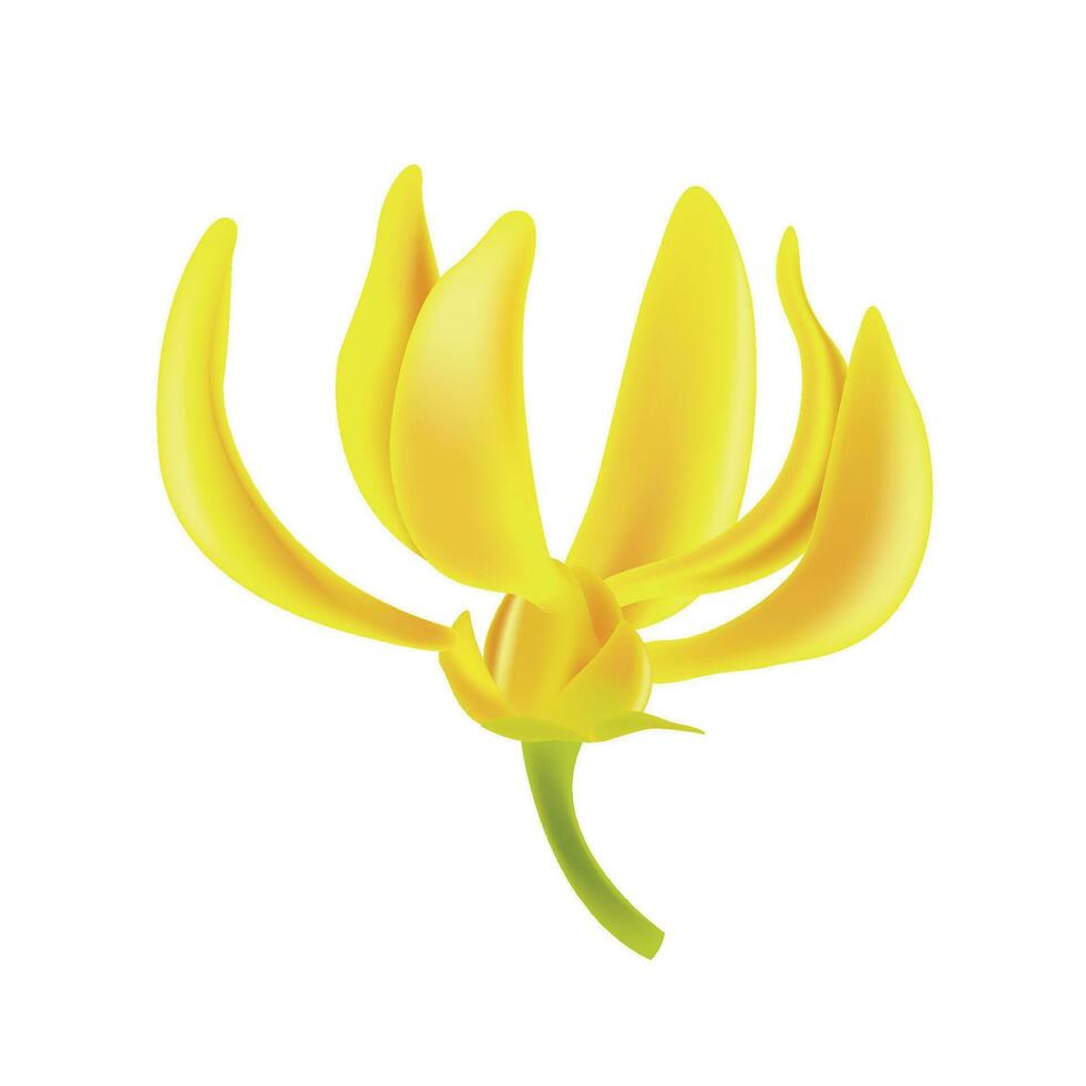 Vector ylang ylang flower. realistic elements for labels of cosmetic skin care product