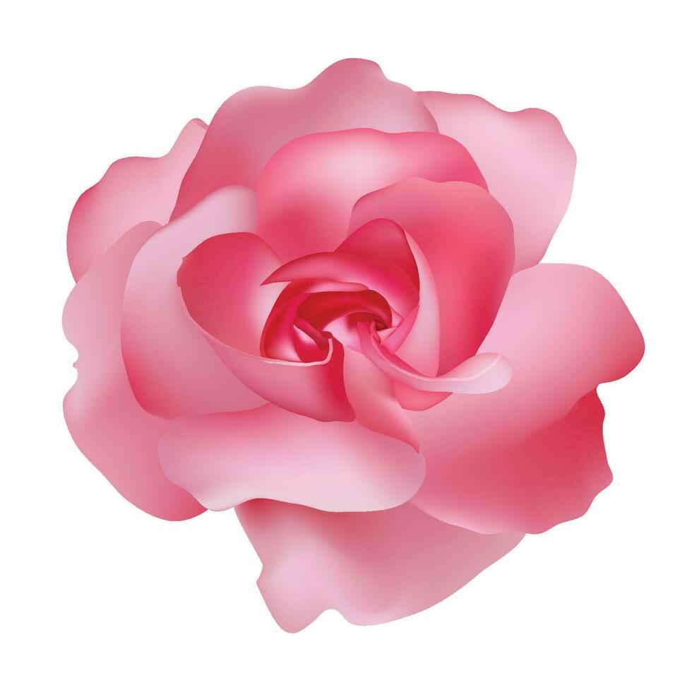 vector hermosa rosado Rosa aislado en blanco antecedentes fotorrealista degradado malla
