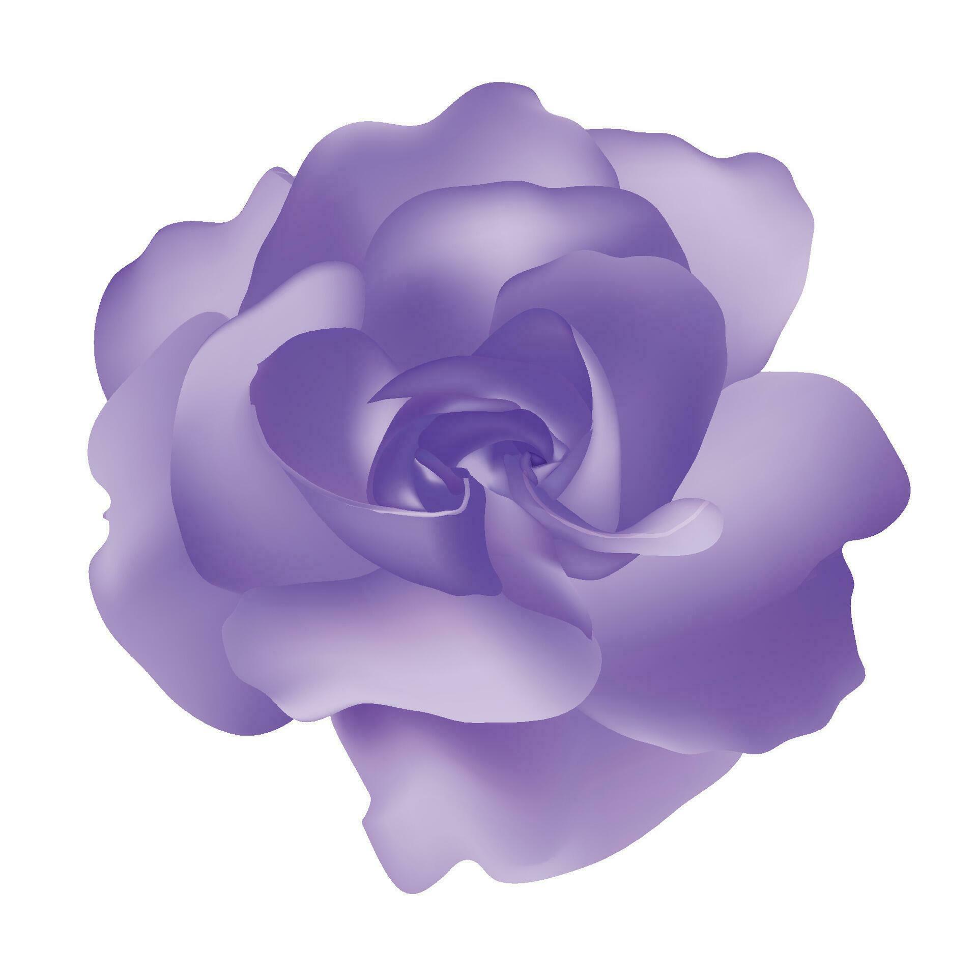 Vector beautiful purple rose isolated on white background