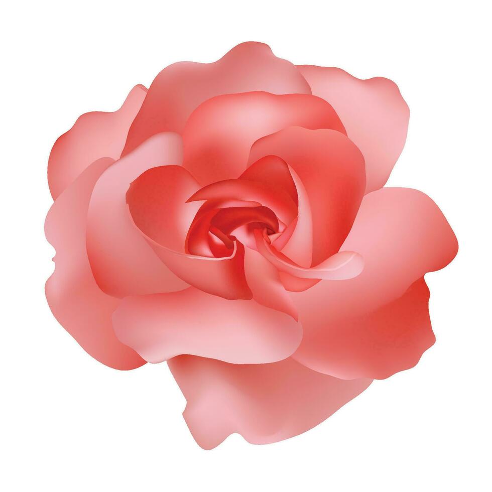 Vector beautiful red rose isolated on white background photorealistic gradient mesh