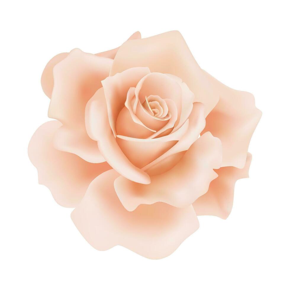 Vector orange rose flower on isolated background