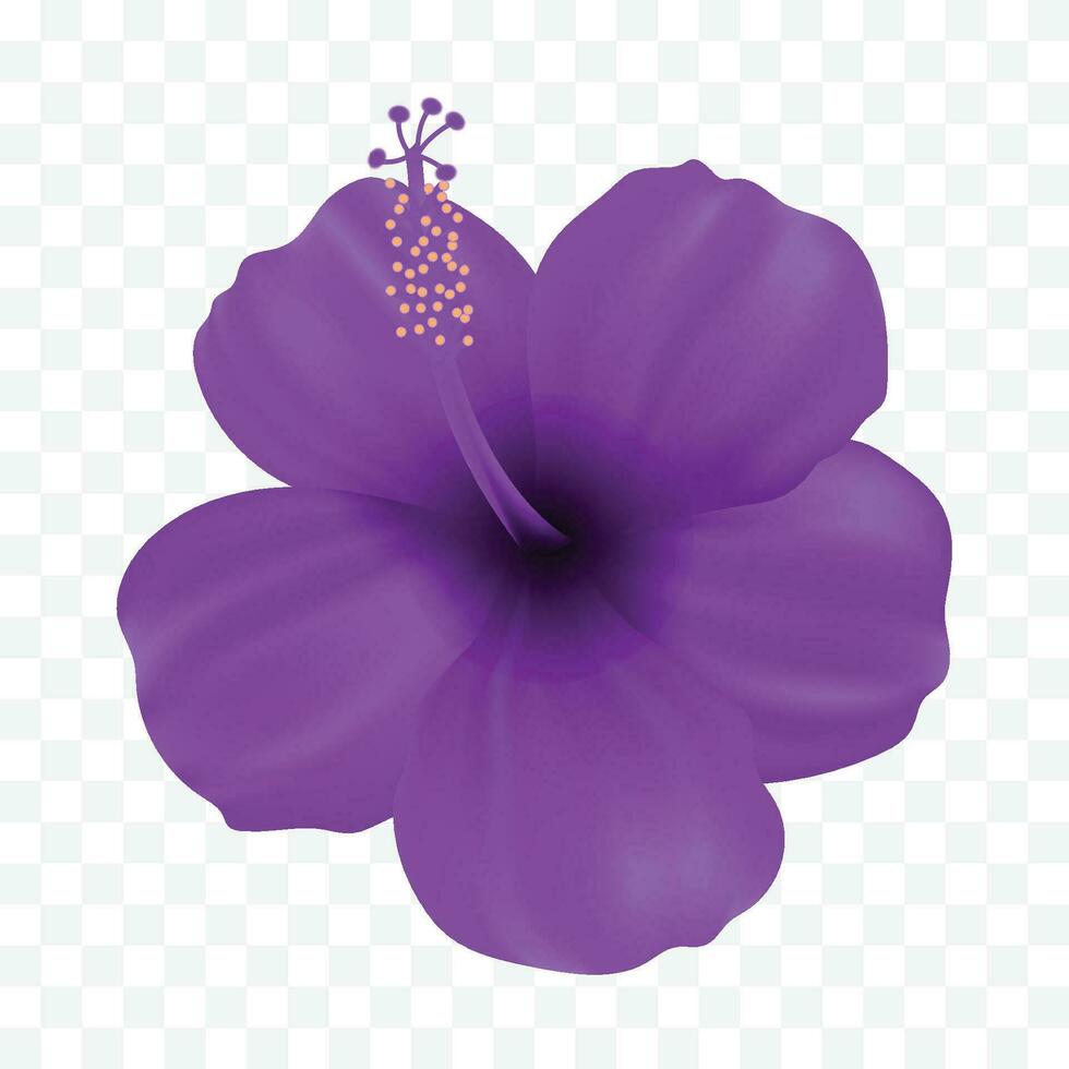 vector un púrpura gomamela flor aislado