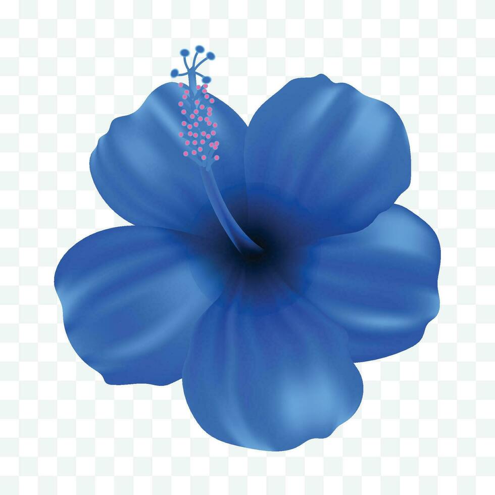 Vector a blue gumamela flower isolated