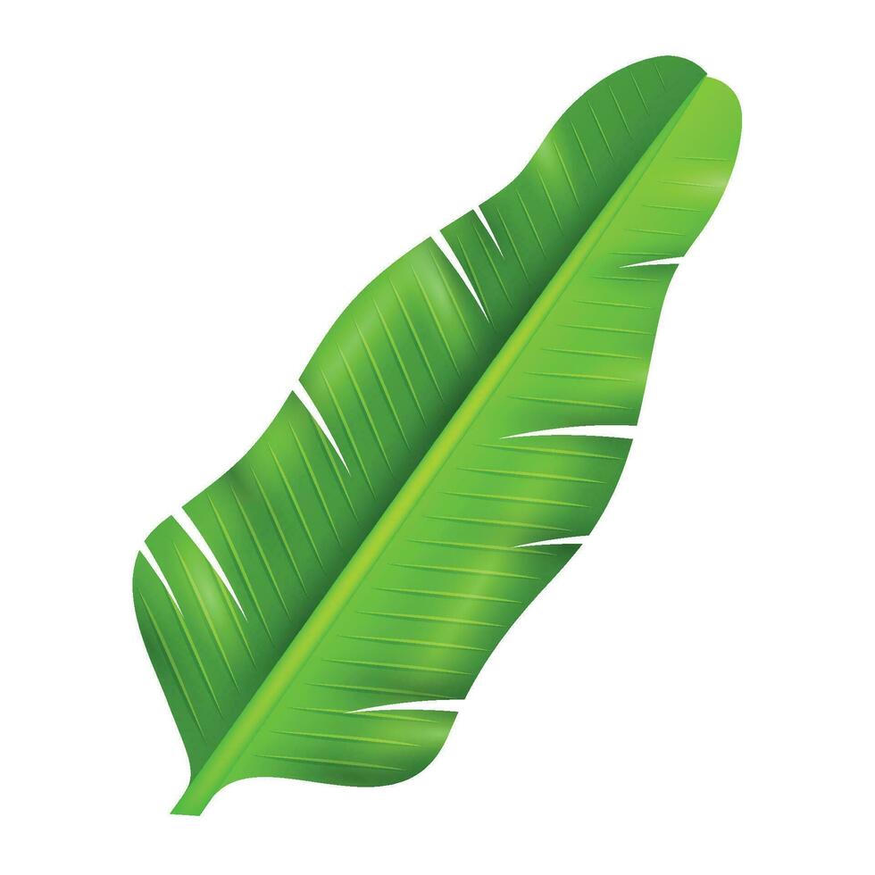 Vector wide tropical leaves exotic flora and vegetation