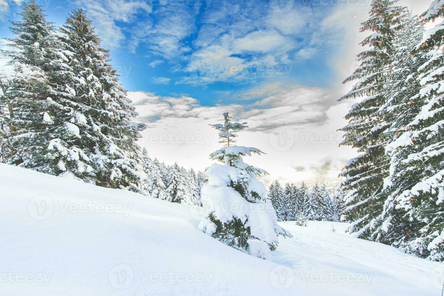 Lots of snow in clearing in the forest photo