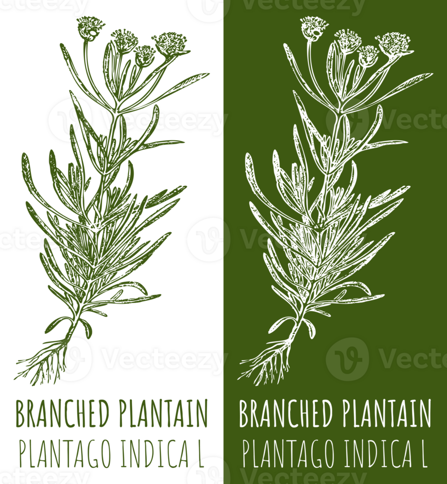 Drawings BRANCHED PLANTAIN. Hand drawn illustration. Latin name PLANTAGO INDICA L. 32416689 PNG