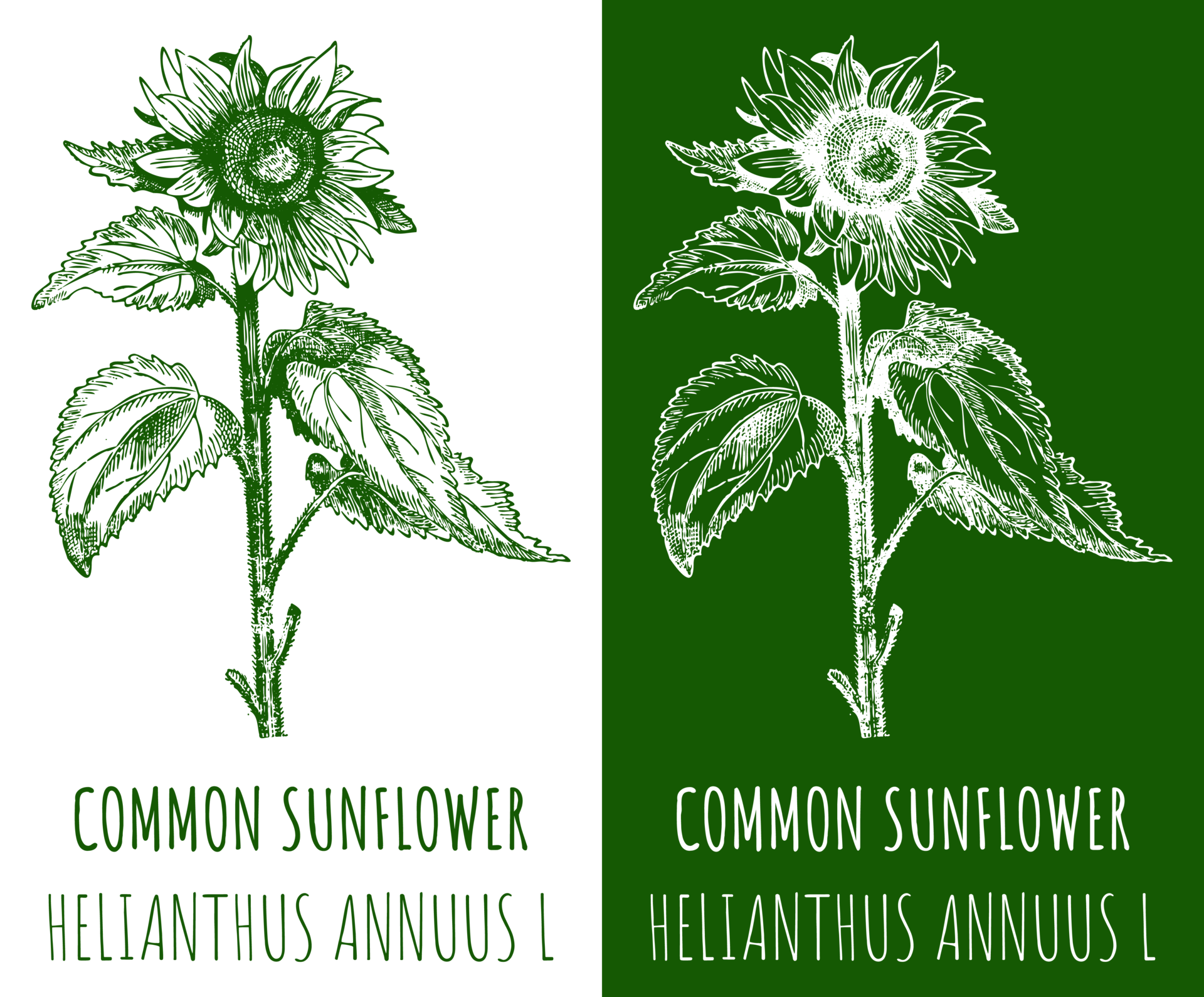drawings-common-sunflower-hand-drawn-illustration-latin-name