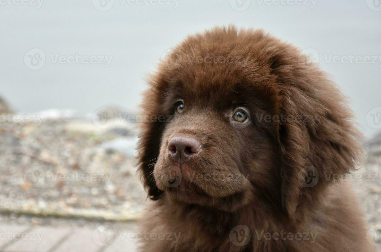 Very Sweet Expression on a Young Brown Newfoundland Pup photo