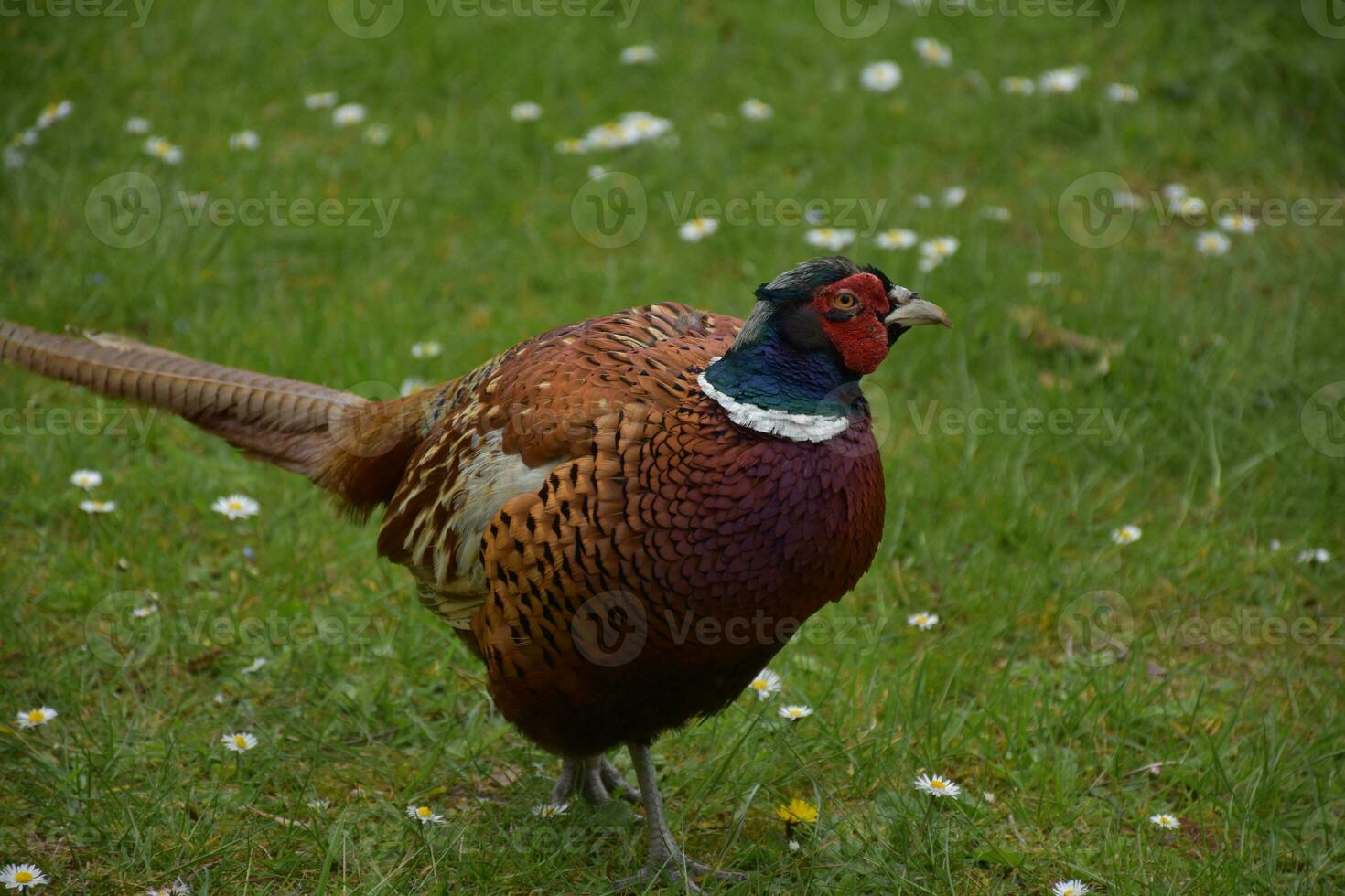 Wary Eye of a Game Pheasant in England photo