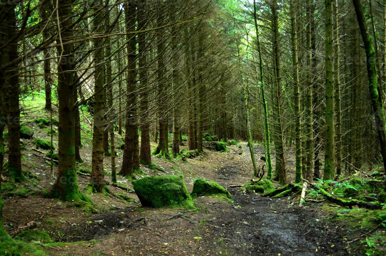 Two Churches Walk on Dunvegan in Scotland photo