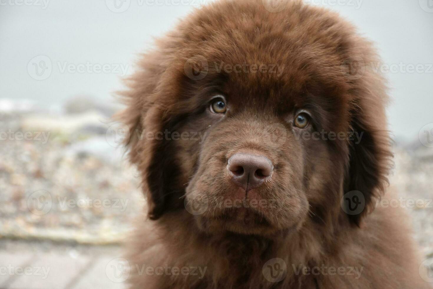 Fluffy Chocolate Brown Newfoundland Puppy Dog Up Close photo