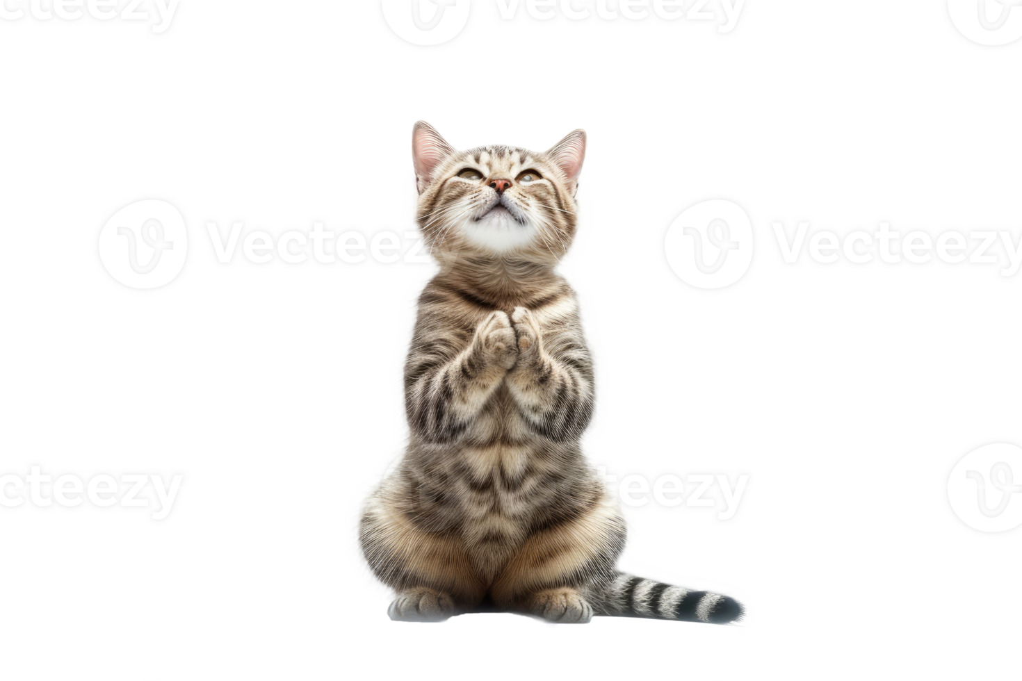 Beautiful cat isolated on white transparent background , AI Generative png
