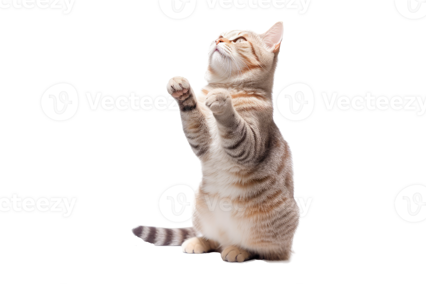 Beautiful cat isolated on white transparent background , AI Generative png