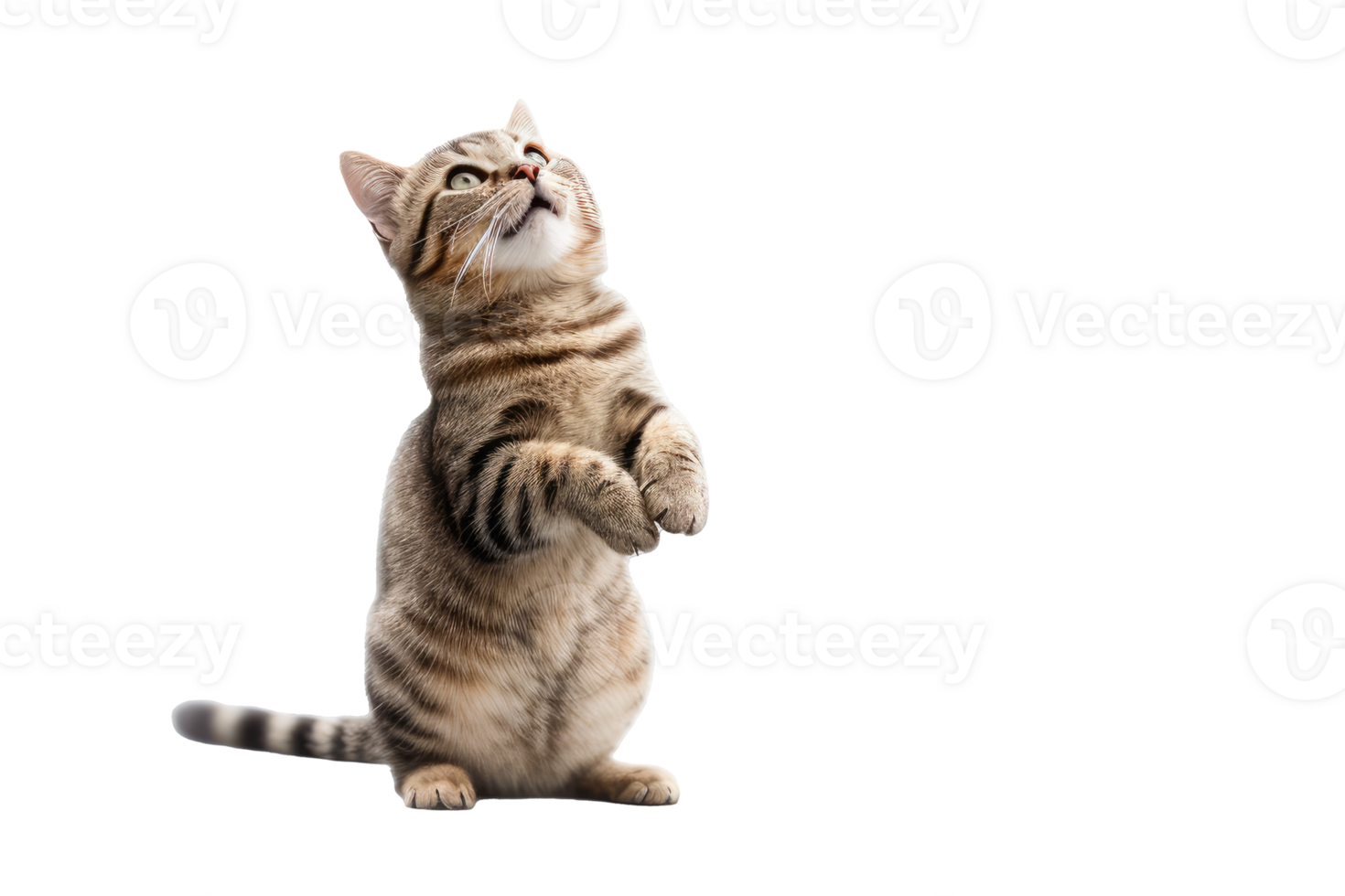 Beautiful cat isolated on white transparent background , AI Generative png