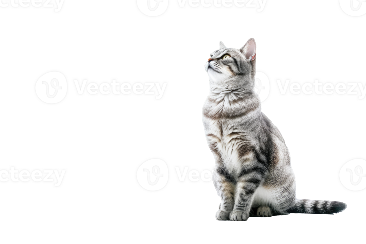 Beautiful cat isolated on white transparent background , AI Generative png