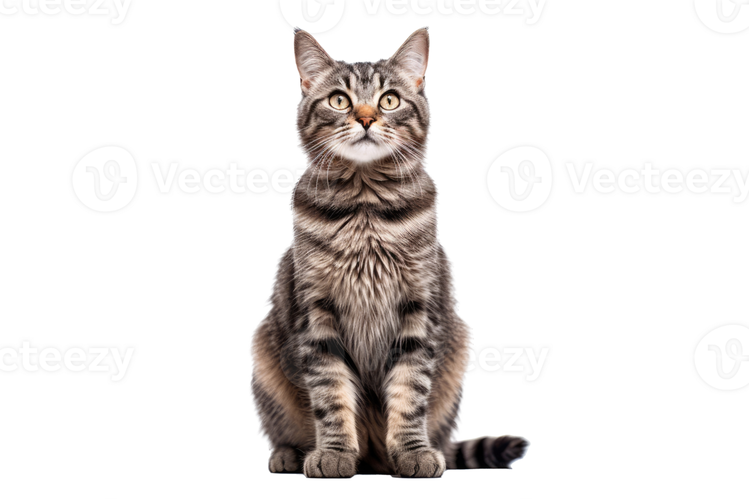 Beautiful cat isolated on white transparent background , AI Generative png