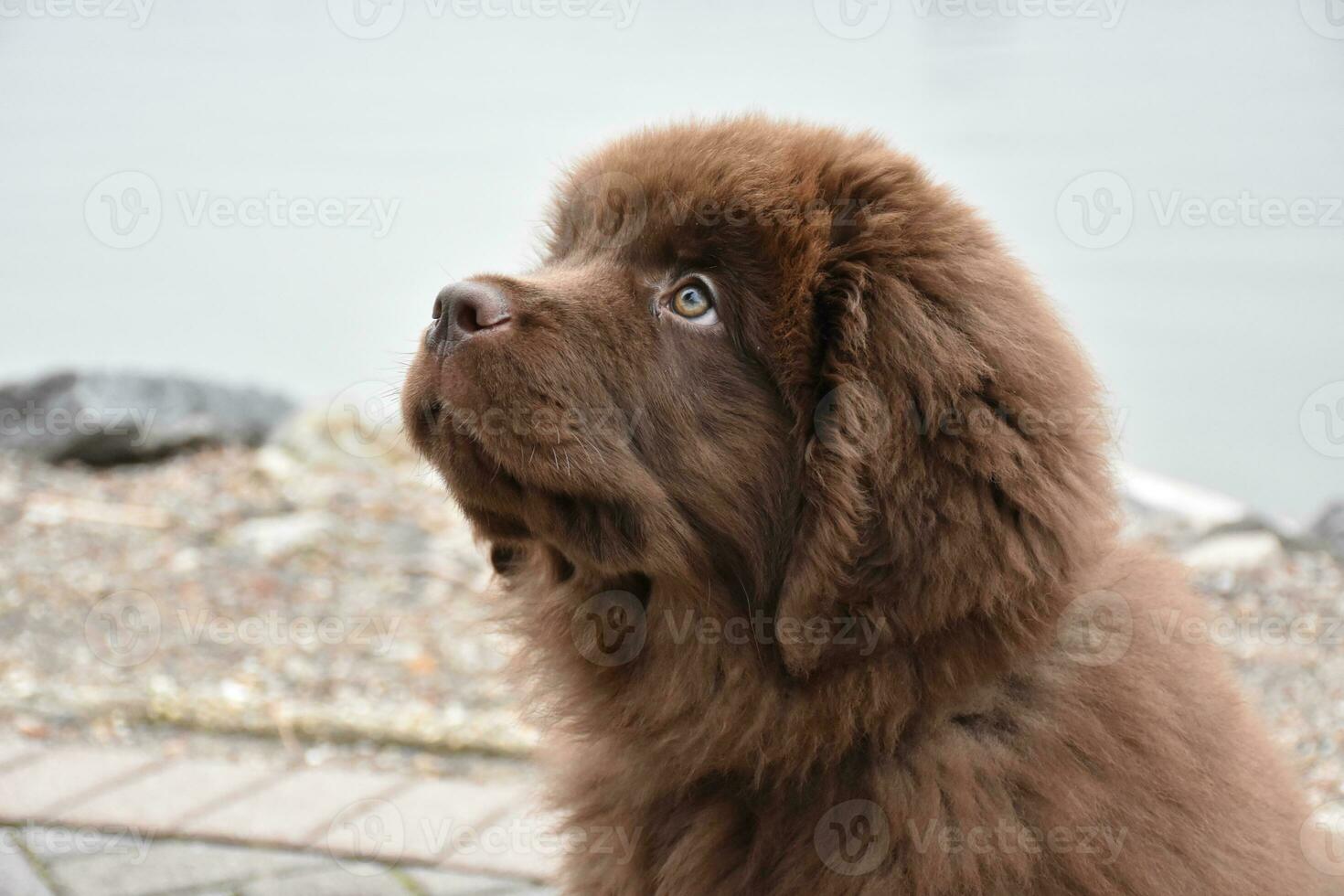 Adorable Brown Furry Newfoundland Puppy Dog Peering Up photo