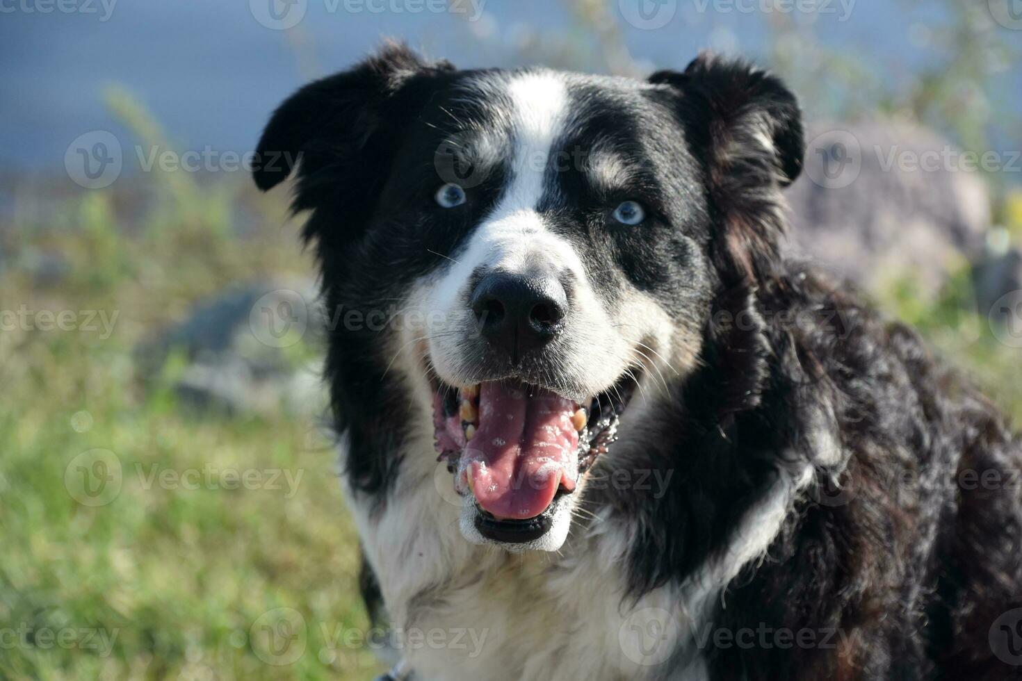 Looking Into the Face of an Australian Shepherd photo