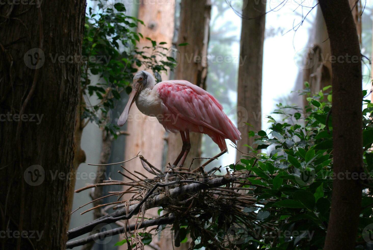 Roseate Spoonbill Bird on a Nest in a Tree photo