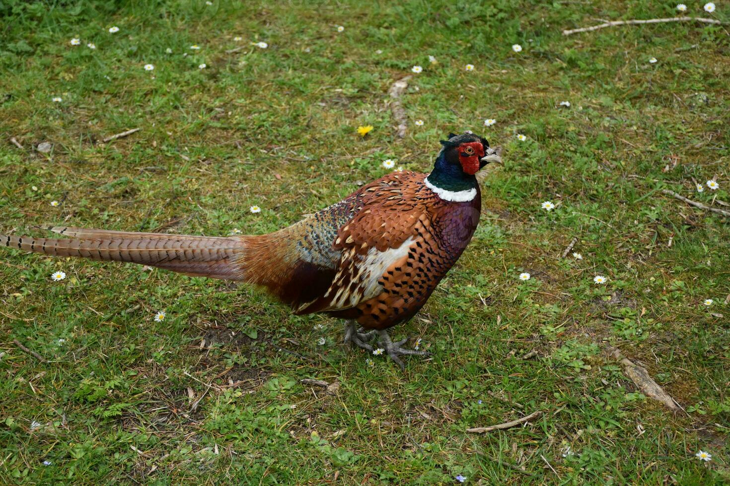 Stunning Wild Pheasant in the Spring in England photo
