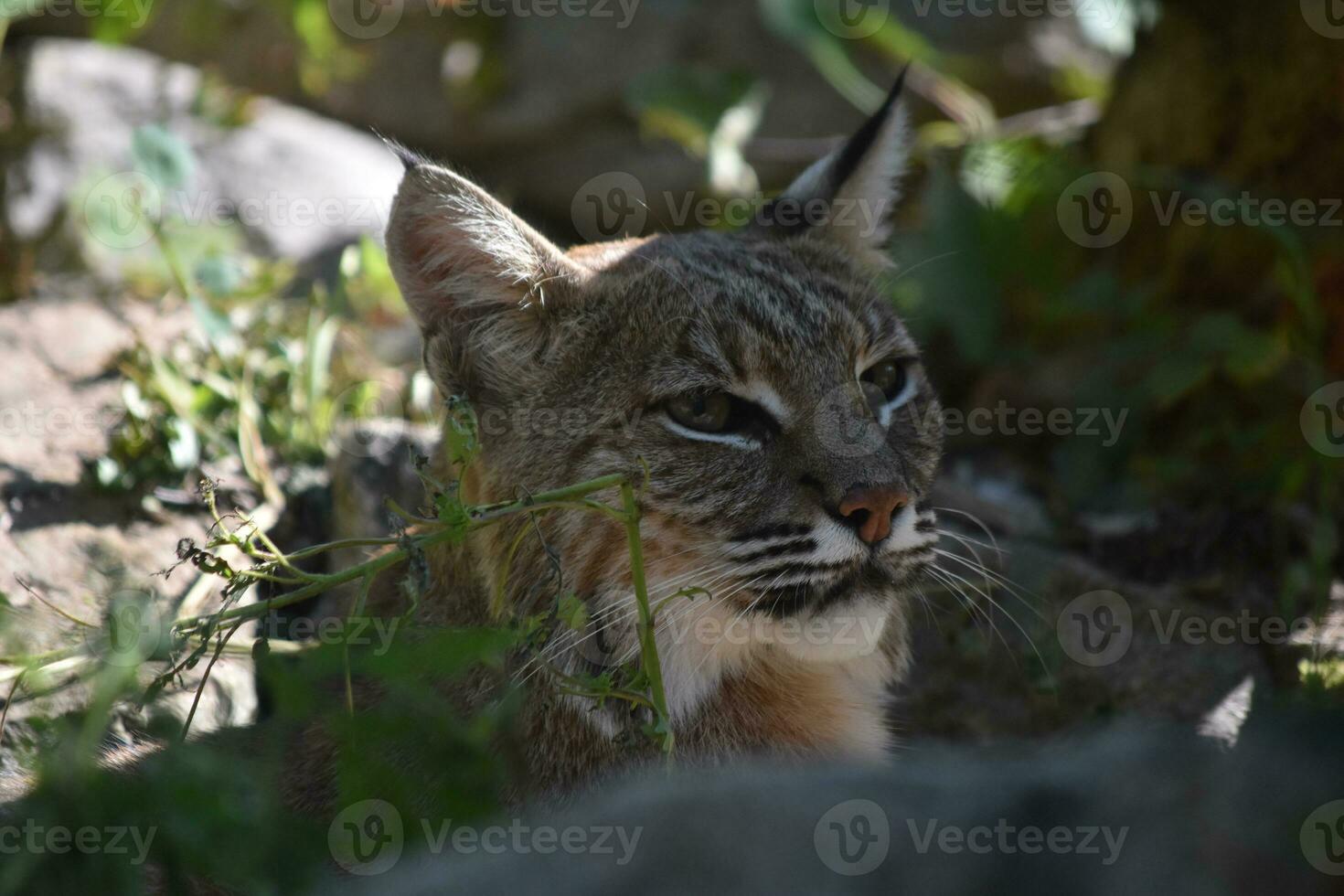 Lovely Look into the Face of a Bobcat photo