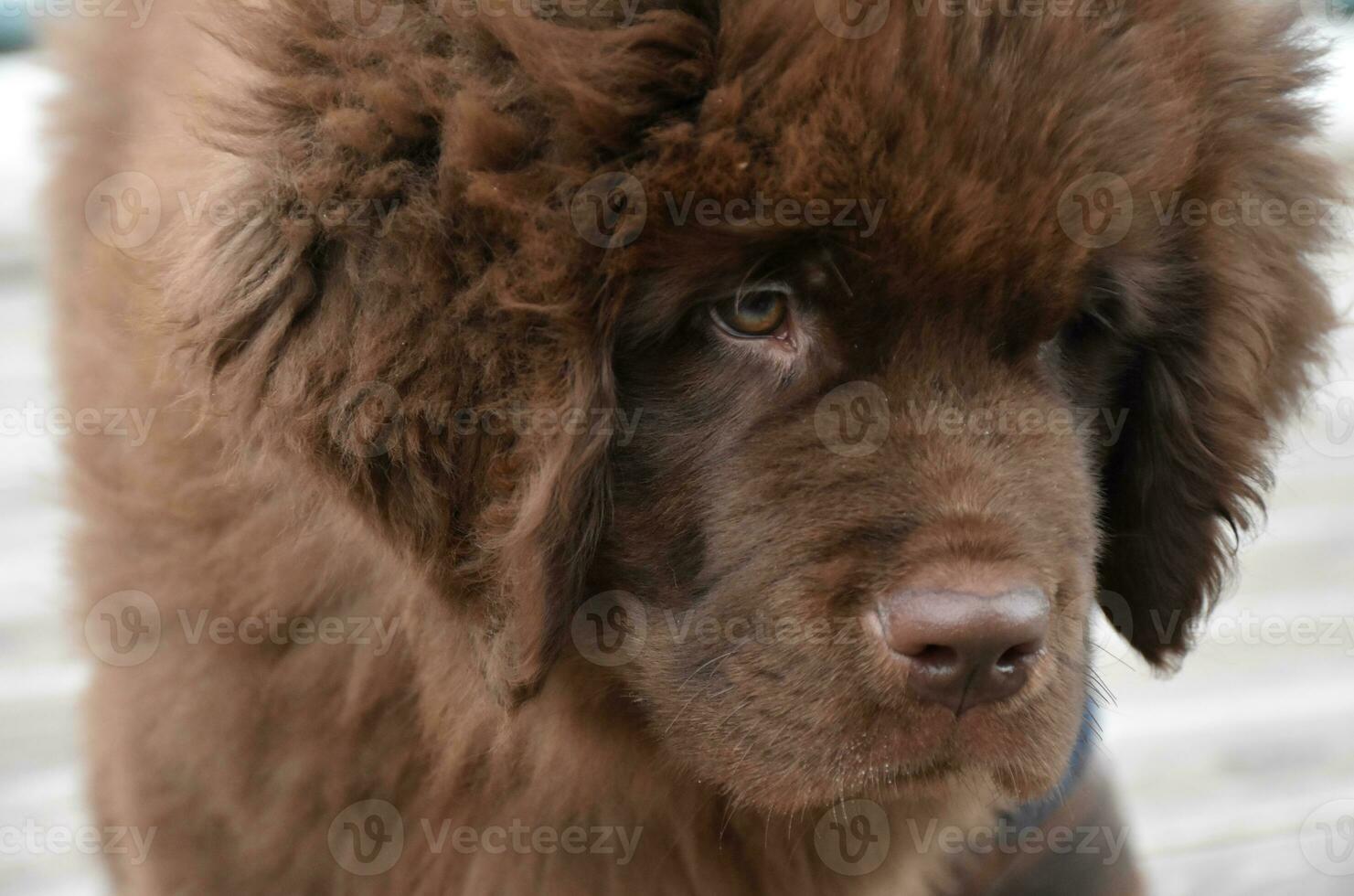 Fluffy Brown Newfie Puppy Dog Looking Down photo