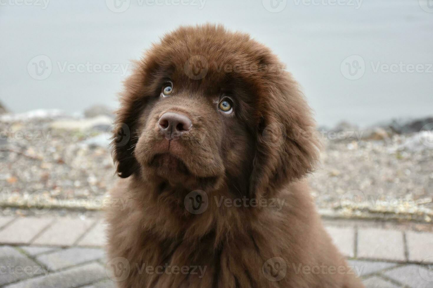 Adorable Brown Newfie Puppy Dog Peering Up photo
