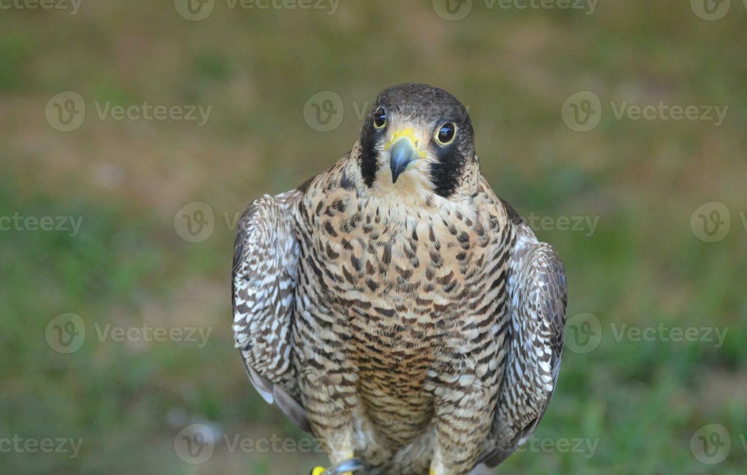 Wildlife bird watching photo of a falcon