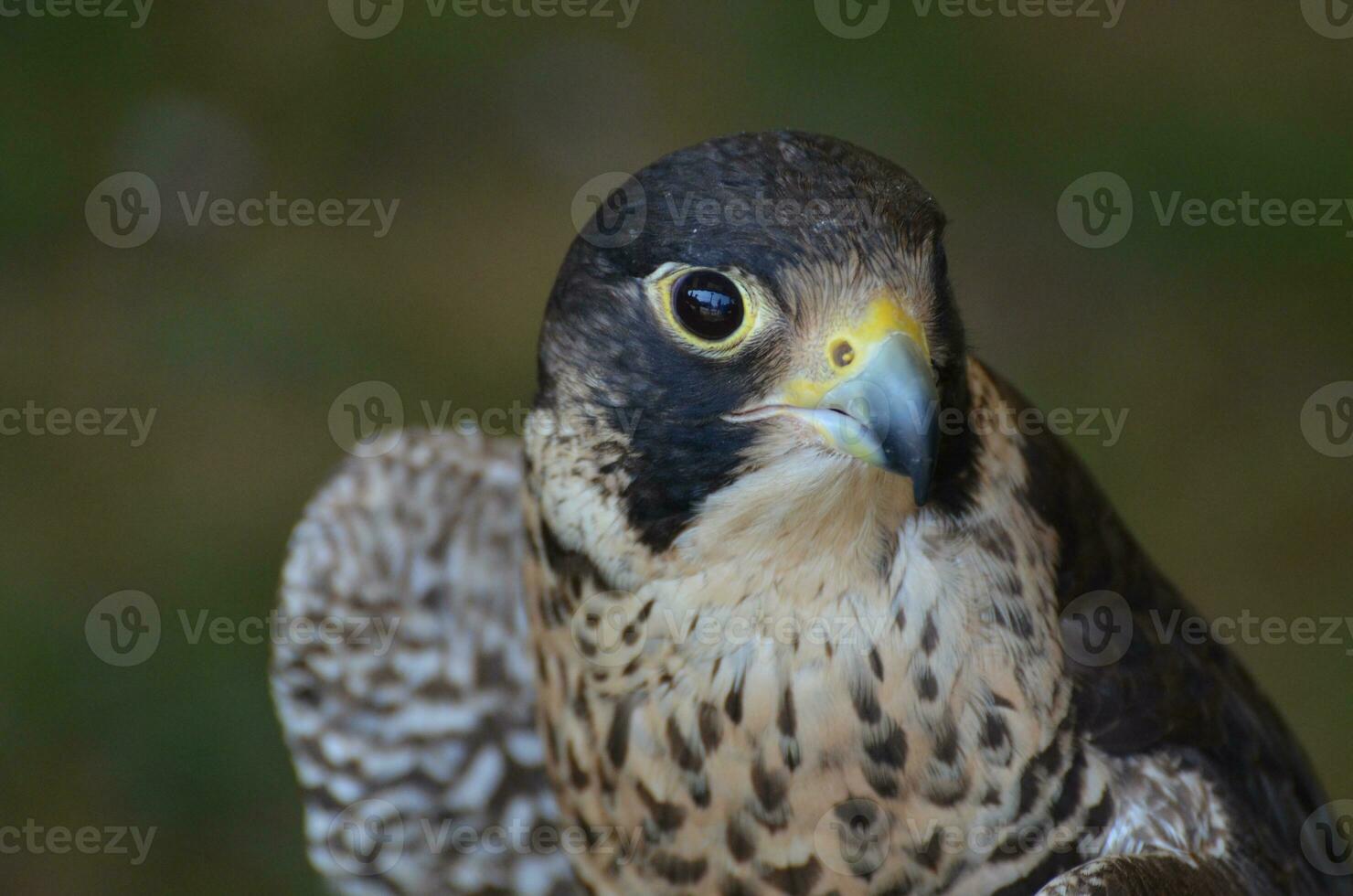 Close up photo of a fierce look on a wild falcon