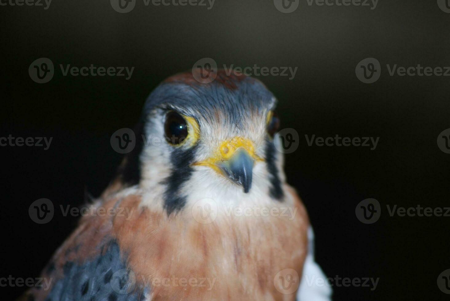 Close up of a beautiful falcon with eyes open wide photo