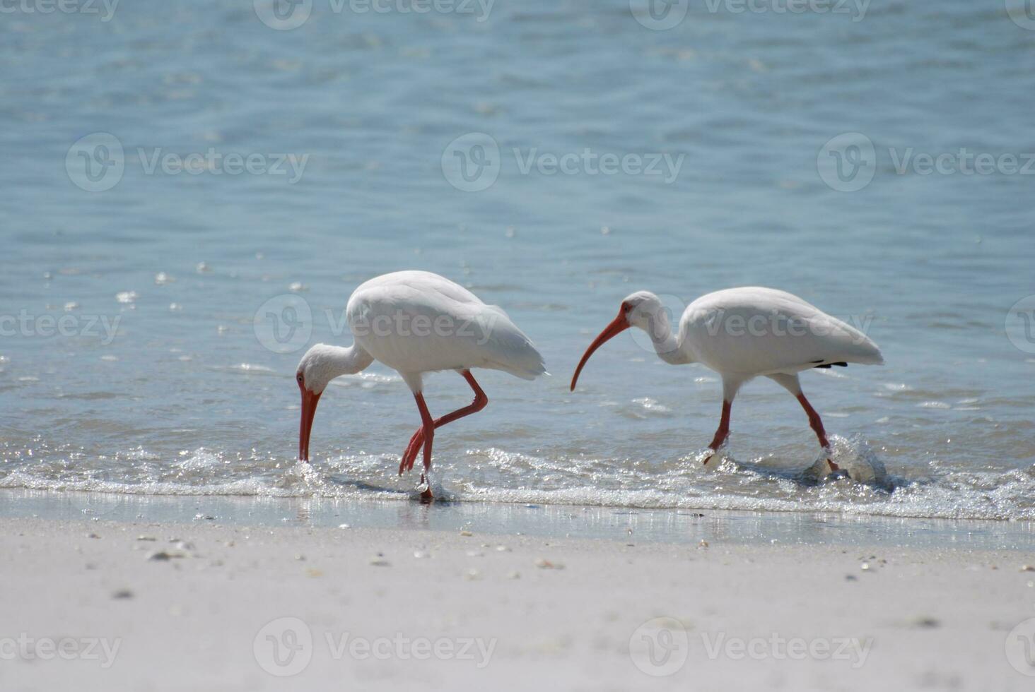 White Ibis Bird Along the Coast Line photo