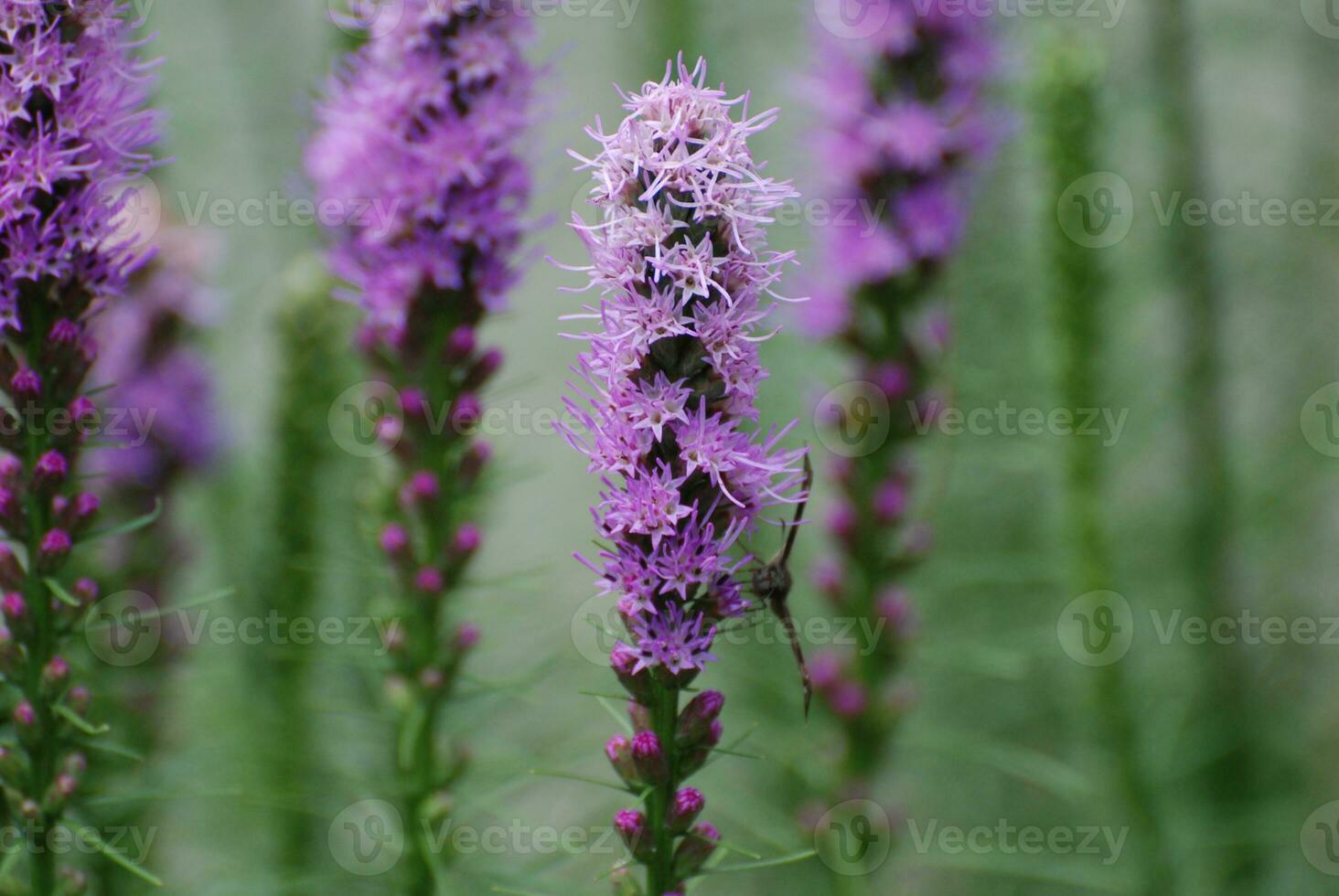 Flowering Purple Liatris in a Garden photo