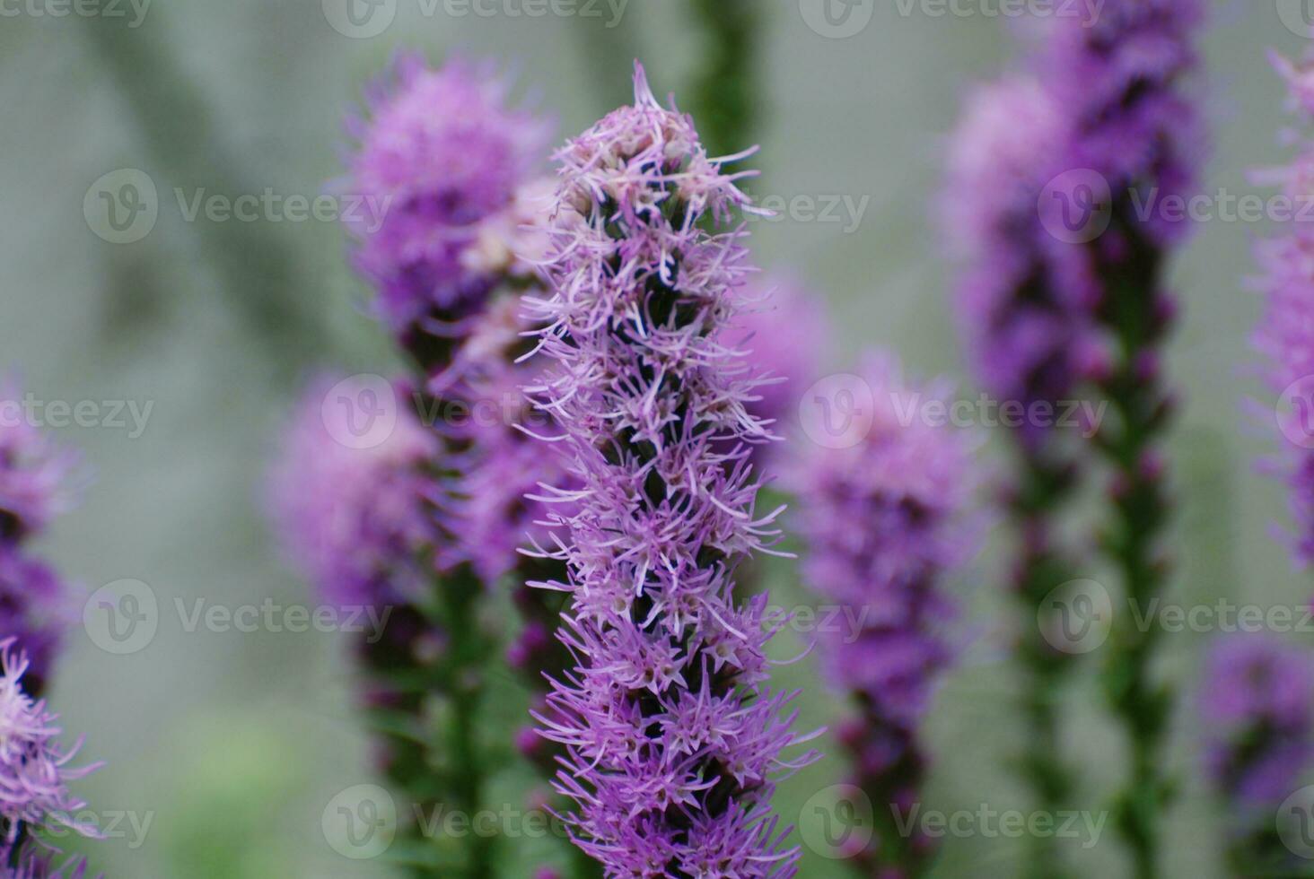 Gorgeous Blooming Purple Liatris Plants photo