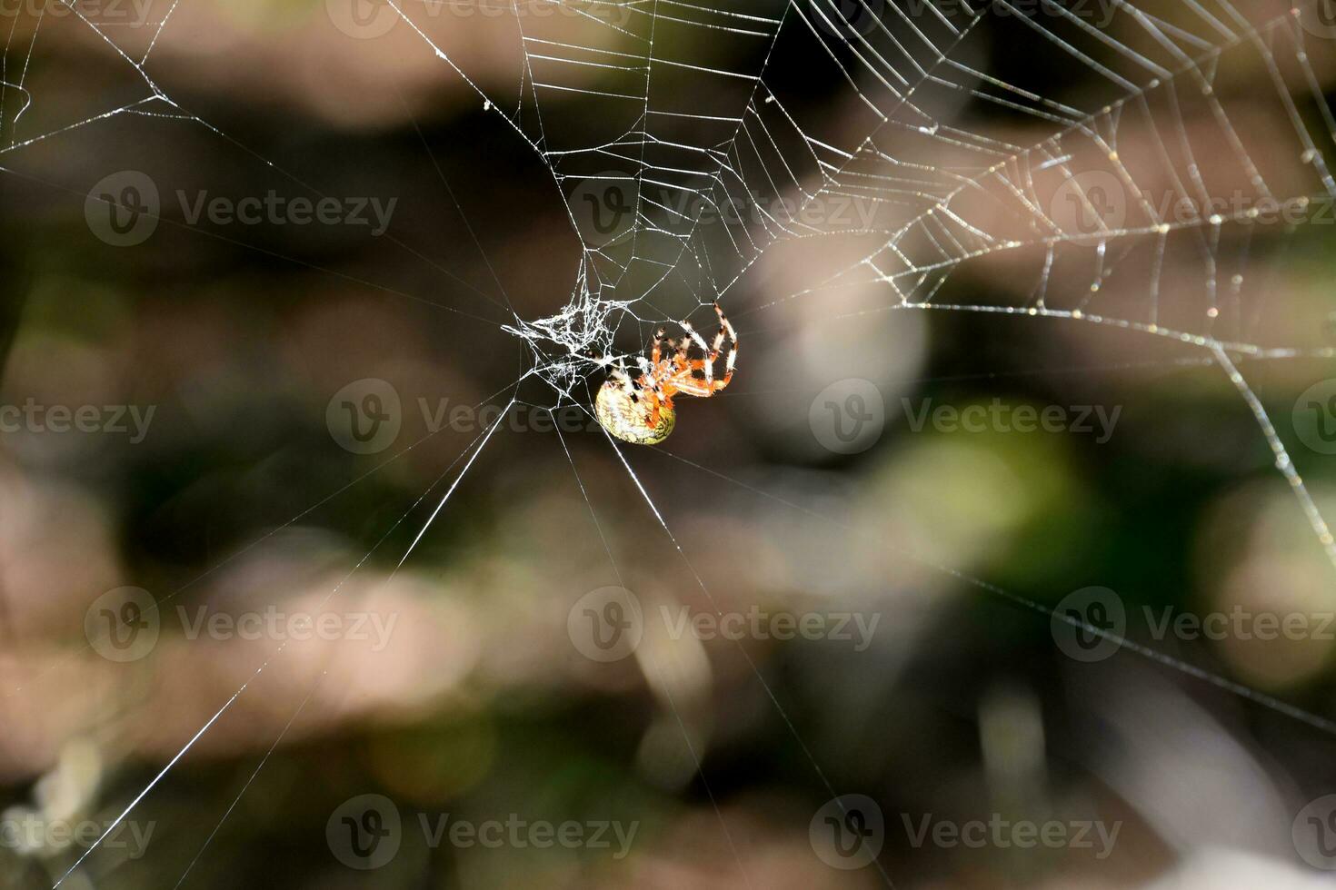 Damaged Spider Web with an Orbweaver Spider photo