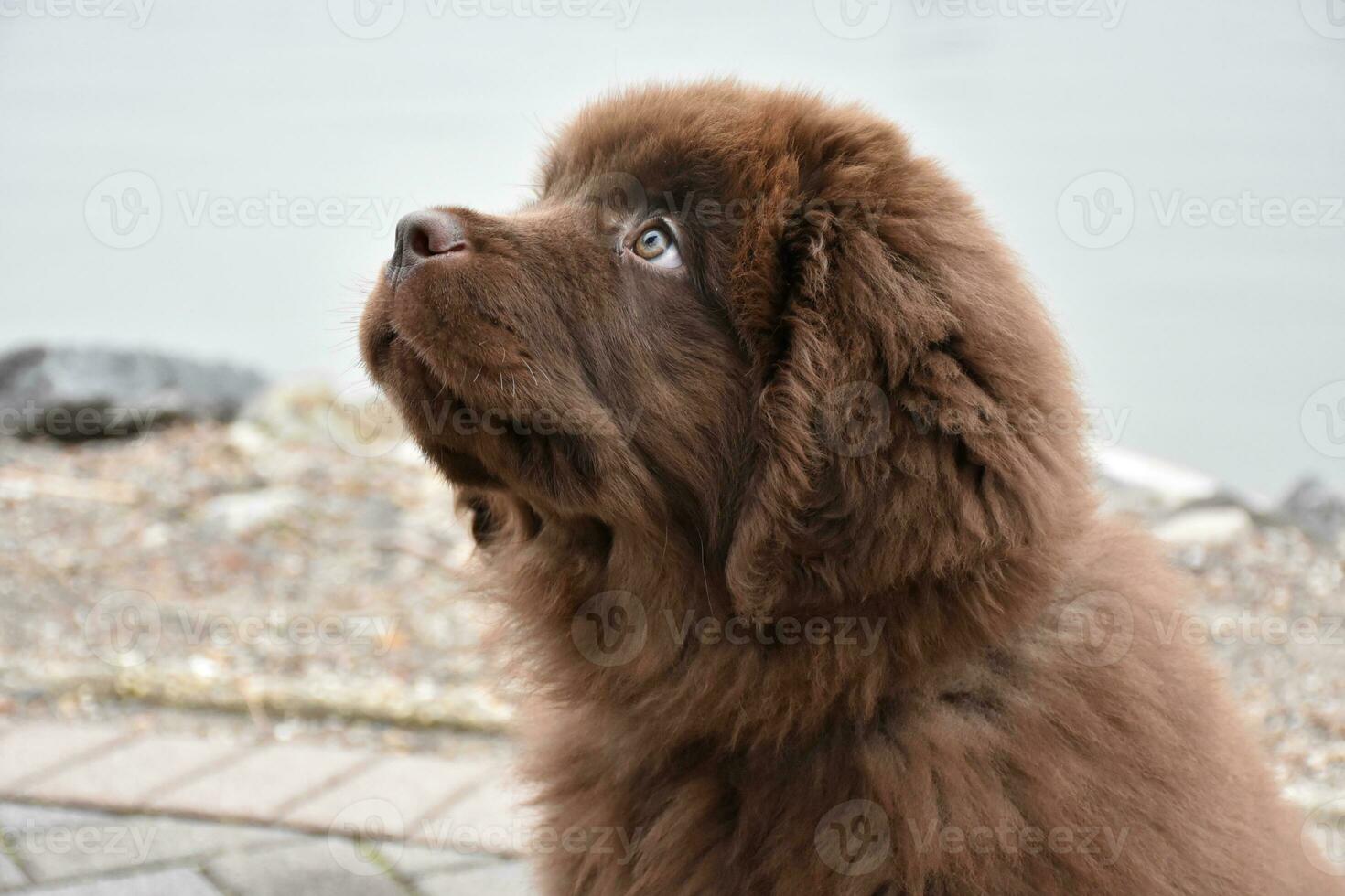 Sweet Purebred Brown Newfoundland Puppy Dog Looking Up photo