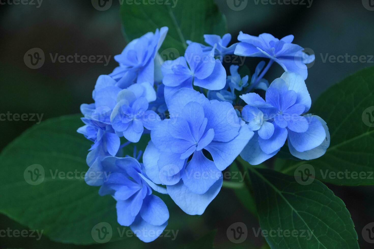 Fantastic Close Up Look at a Light Blue Hydrangea photo