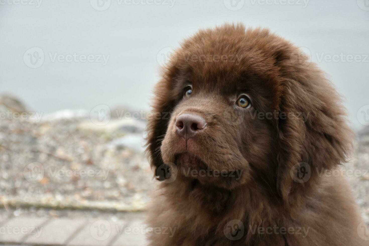 Looking Into the Face of a Cute Brown Newfoundland Pup photo