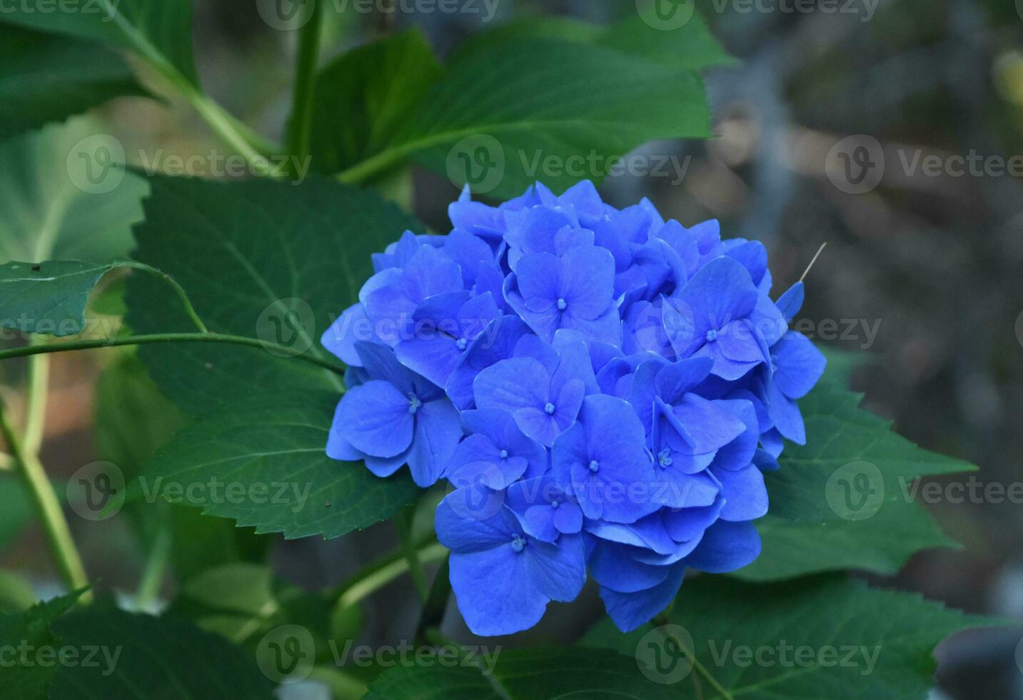 Amazing Blue Hydrangea Bush Flowering and Blooming photo