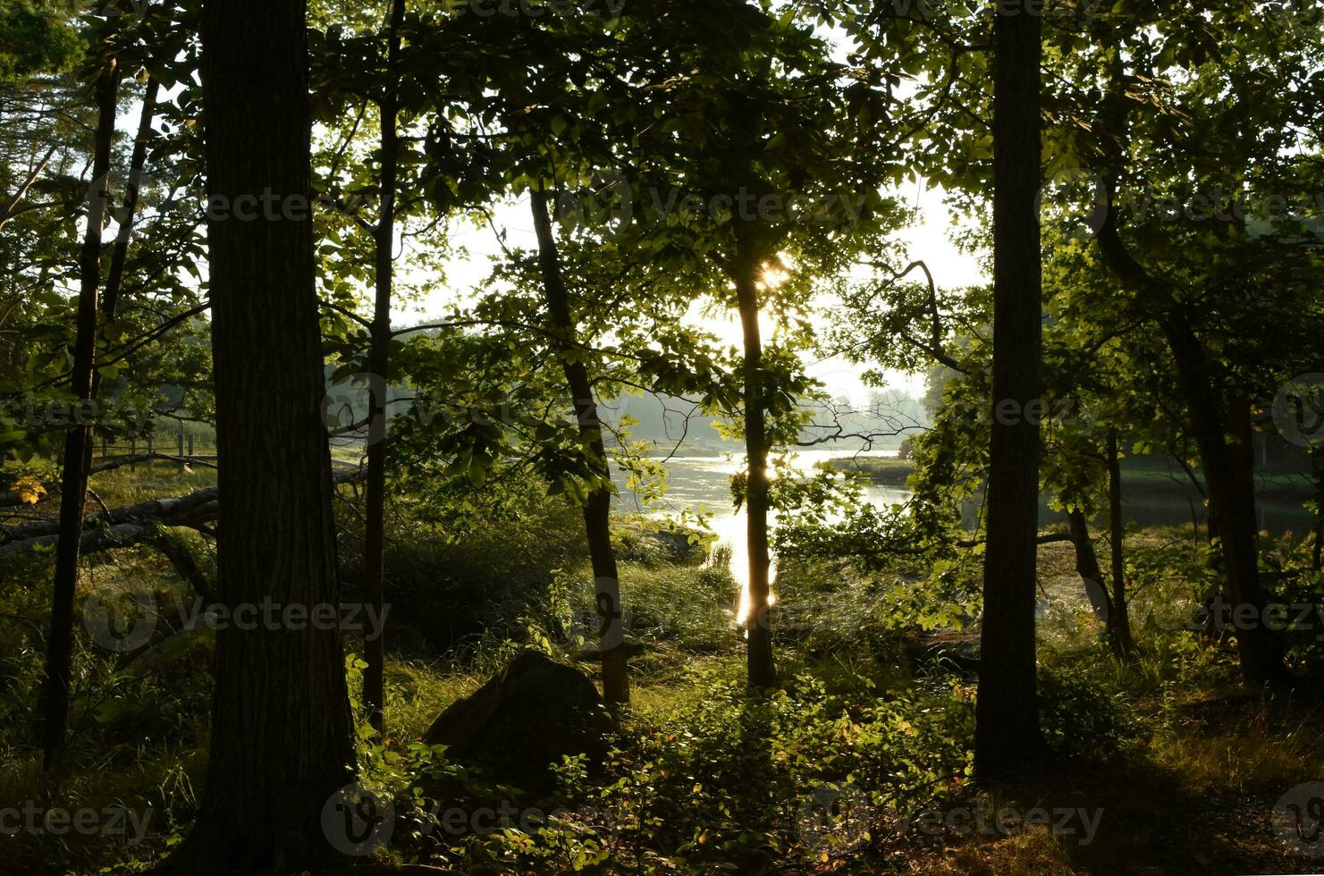 Golden Hour With Sun Shining Through Trees on River photo