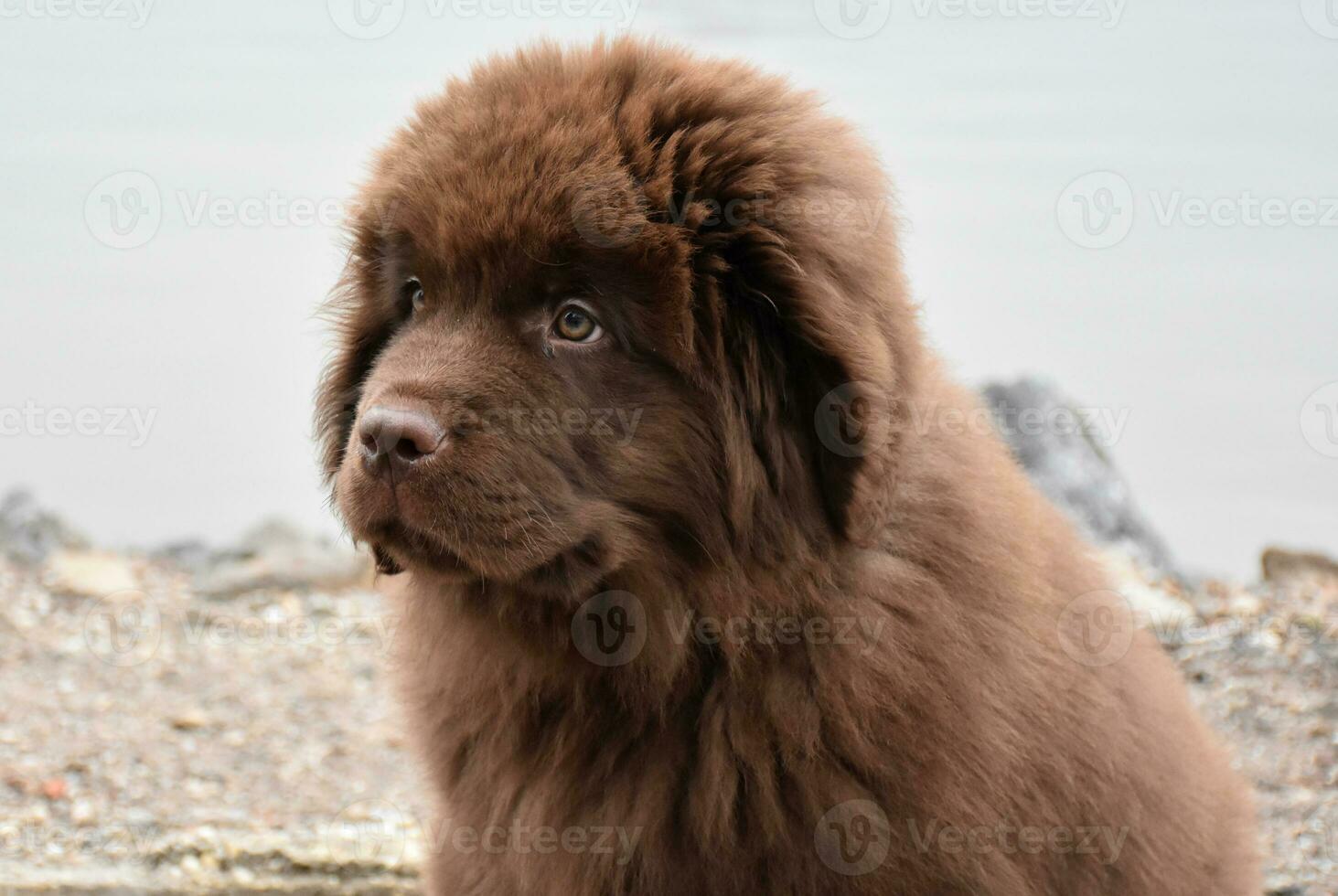Very Cute Purebred Brown Newfoundland Puppy Dog photo