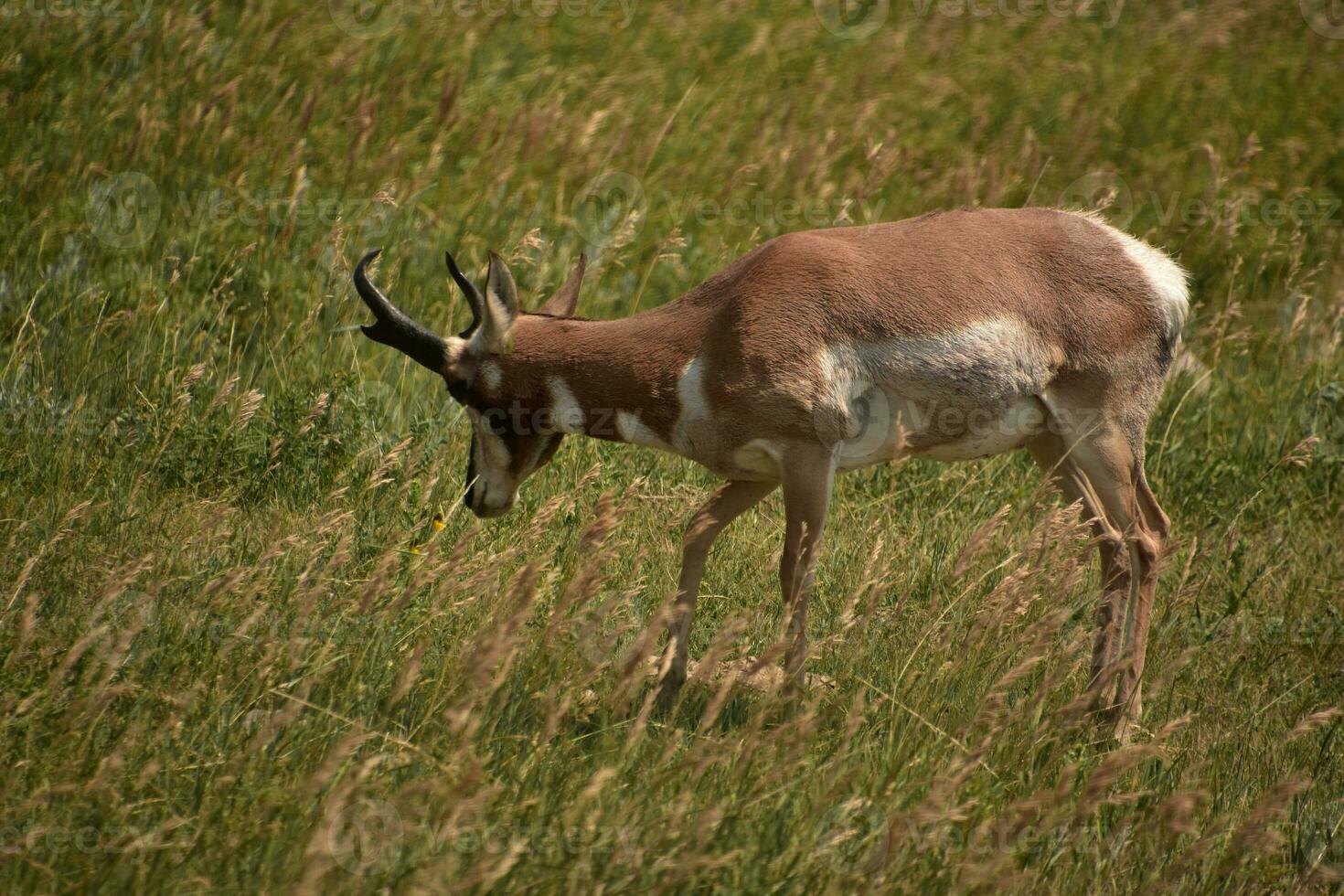 Grassland with a Pronghorn Antelope in a Field photo