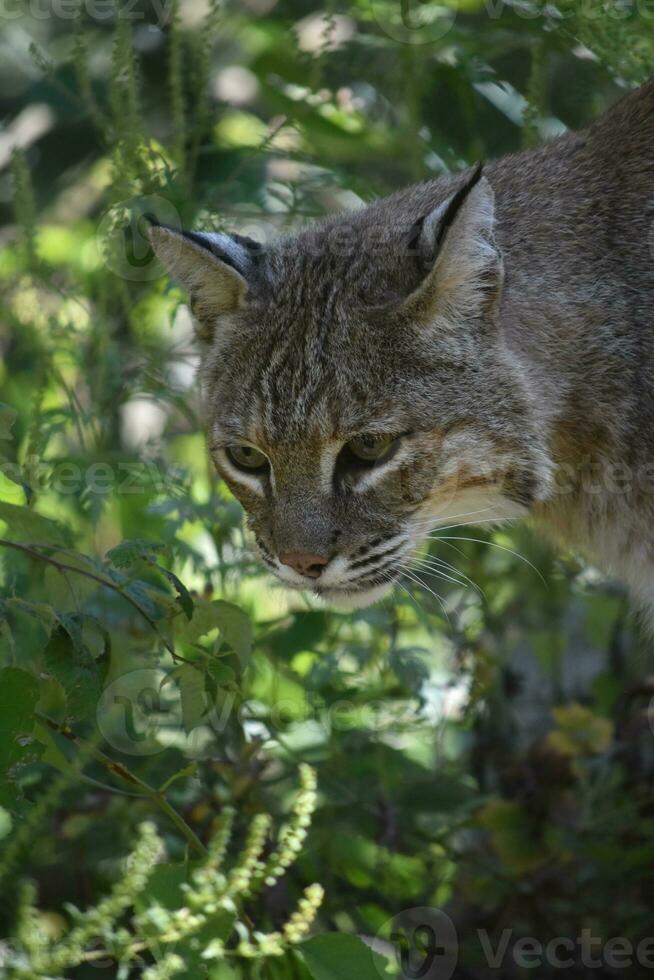 Beautiful Stalking Bobcat in the Under Brush photo